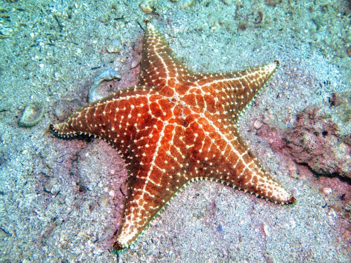 Pousada E Mergulho Dolce Vita Praia Vermelha  Exteriör bild